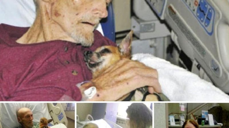 Elderly Sick Guy Noticed a Huge Difference After Being Reunited With His Adorable Dog.