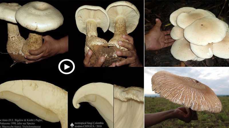 amazing “the largest mushroom on the planet”