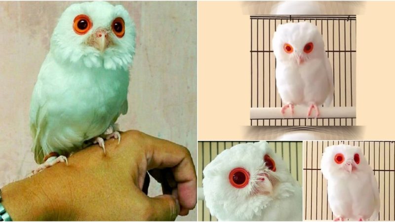 The White Owl With Ruby Eyes Is Fantastically Captivating And Very Rare.