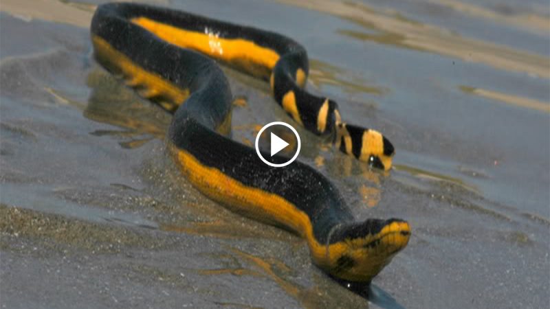 Extremely venomous sea snake washes ashore in California for the first time in 30 years