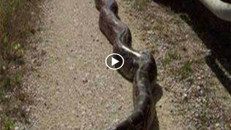 Internet fans were startled when a massive “World’s Biggest Snake” was taken from the jungle.