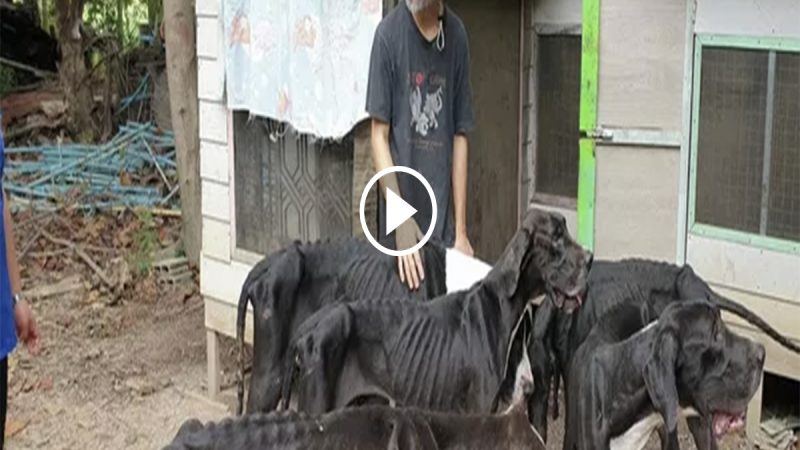 The Man Who Raised 13 Starving Dogs Gets a Second Chance At Life At The Dog Farm