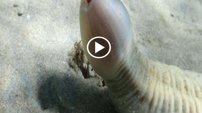 The monster “sea p.e.n.i.s” has caused a stir on social media in recent days (video)
