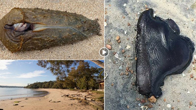 Locals have described a strange-looking marine creature washed up on a Sydney beach to a “extraterrestrial.”