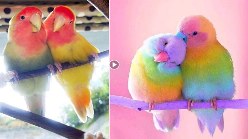 These Rose-Faced Birds Will Make You Fall In Love With Their Lovely Pastel Colors!