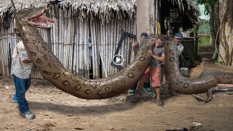 Surprising: a 100-meter-long python has been discovered on Calamantan Island (Video)