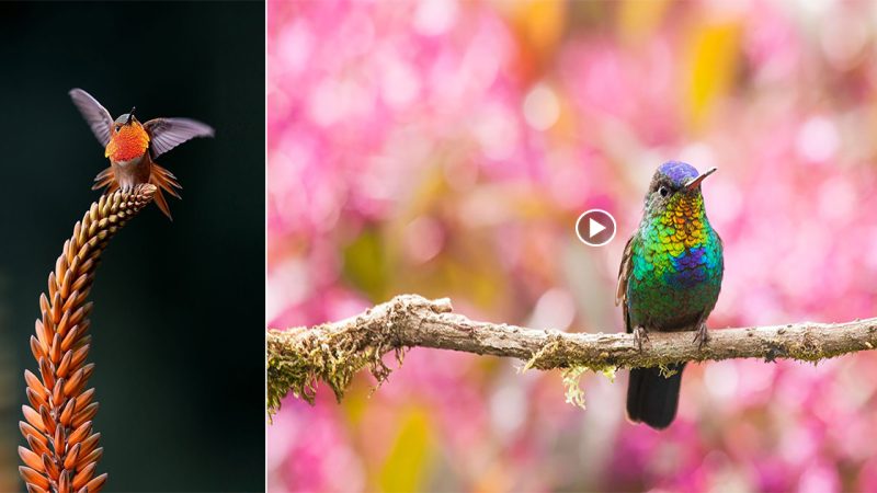20 Stunning Hummingbird Close-Ups Showcase Their Amazing Beauty