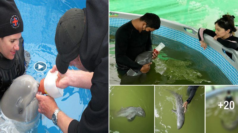 Irrawaddy dolphin rescued after weeks of care