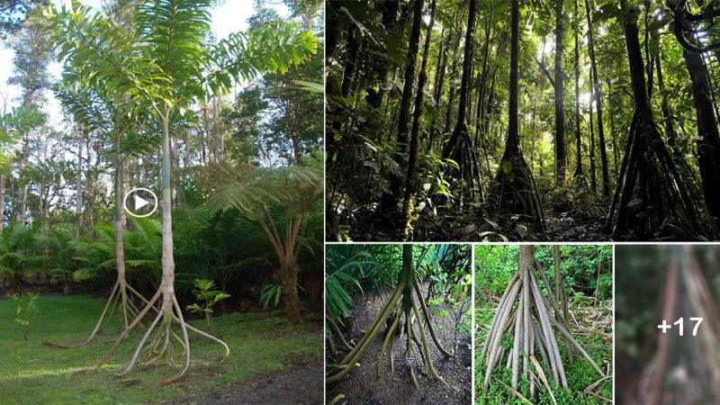 “Ecuador’s Walking Trees” They have the ability to move up to 20 meters per year.