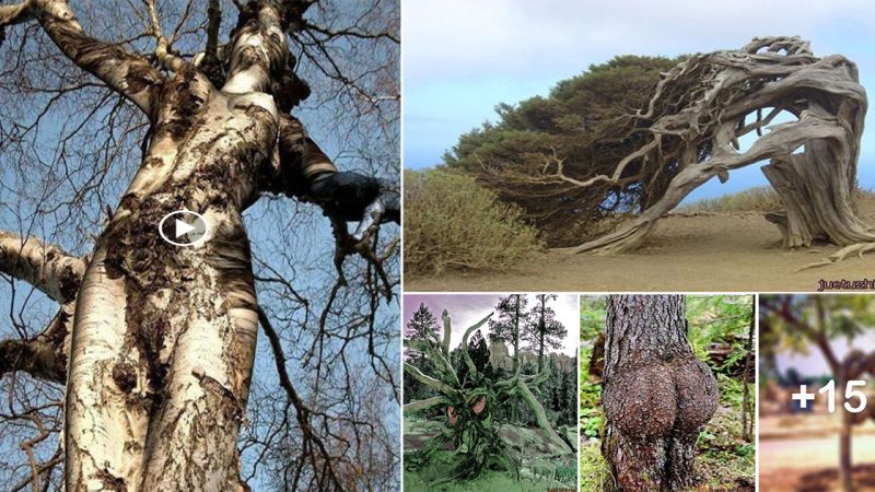 Incredible trees that resemble human organs – weird flora you’ve never seen…!
