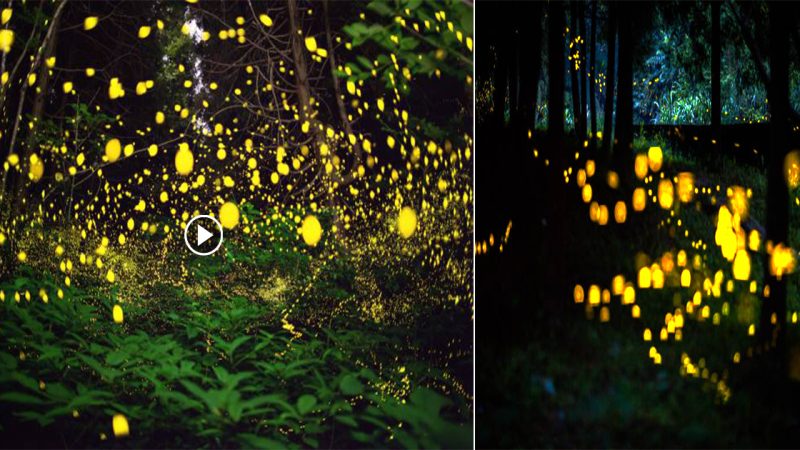 Glowing Fireflies in Japan’s Forests: A Natural Wonder of Bioluminescence