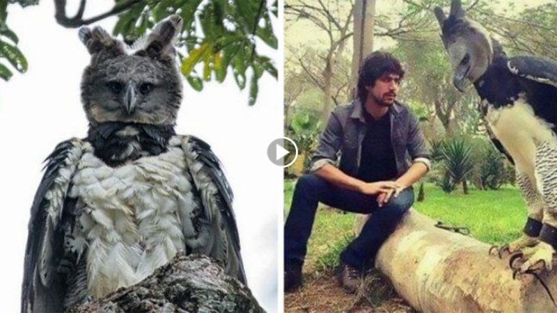 Several people mistake the harpy eagle for a human costume because of its size.