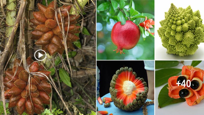 A journey of the world’s oddest fruits and veggies you’ve never seen before.