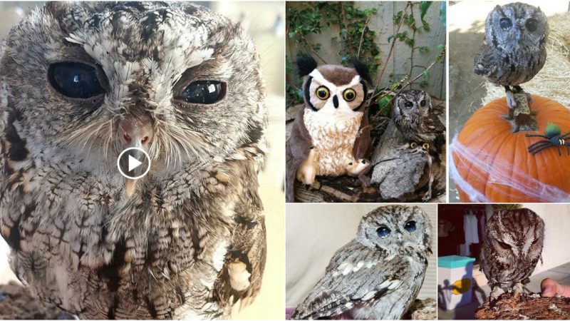 Meet Zeus, the blind owl pet who, after being rescued, can see the entire world.