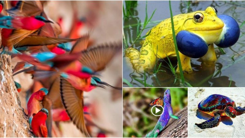 Animals that represent the rainbow’s colors: Since life isn’t black and white…