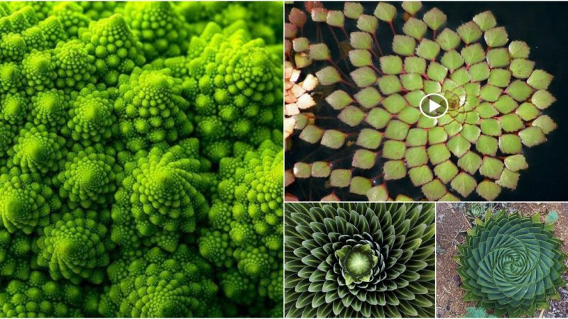 Images that are visually appealing uncover nature’s magical symmetry