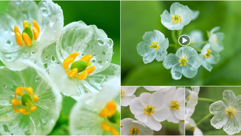 When it rains, a skeleton flower turns translucent and ghostly.
