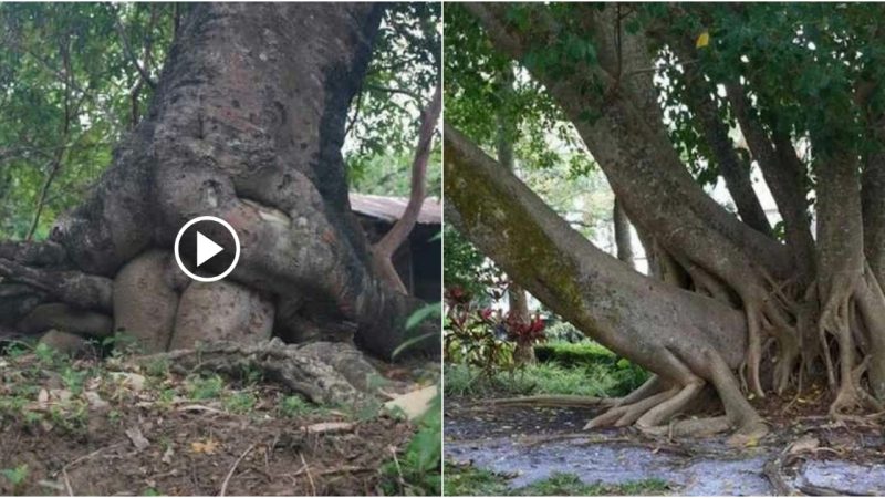 How Funny And Bold Is Mother Nature In These 20 Images