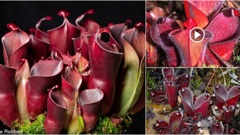 Explore the world’s most unique carnivorous plants quiz (video).