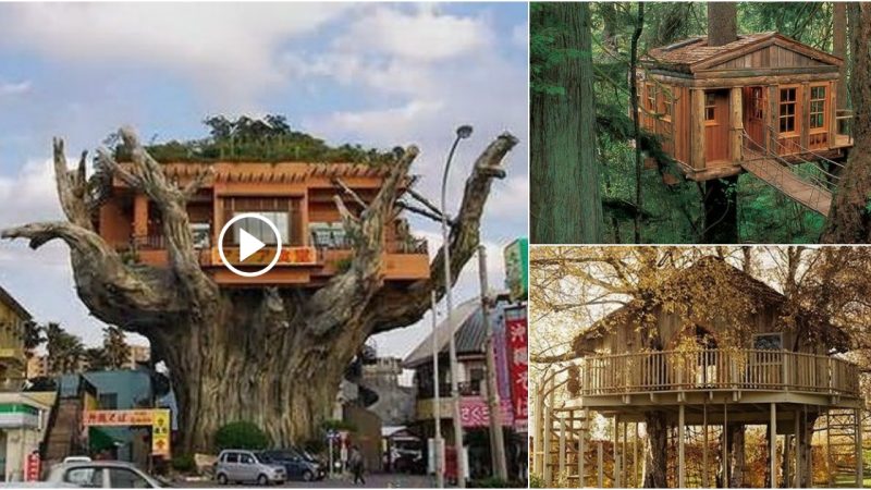 Into the Wild: Discovering the Hidden Treasures of Tree Houses Around the World
