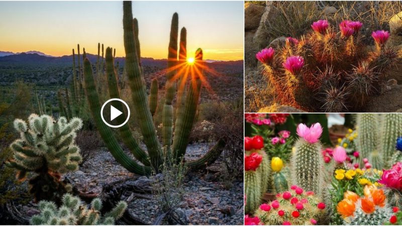 Magic: Cactus blooms for the first time in millennia in the desert.