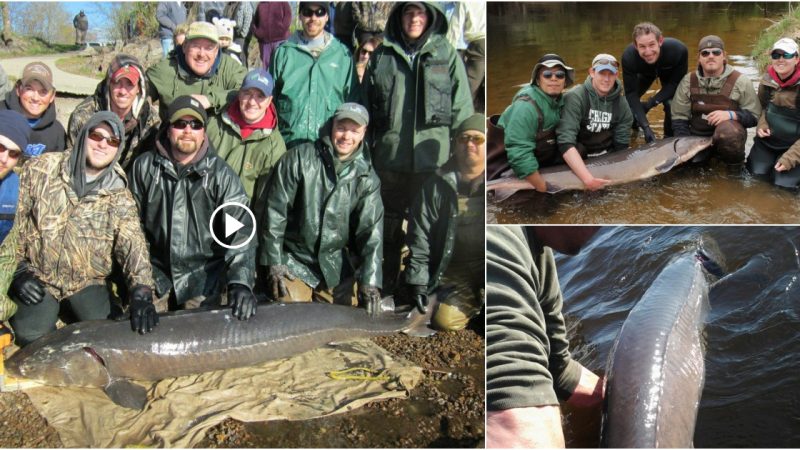 The 125-year-old lake sturgeon is the largest fish caught in the United States and the oldest freshwater fish caught in the world.
