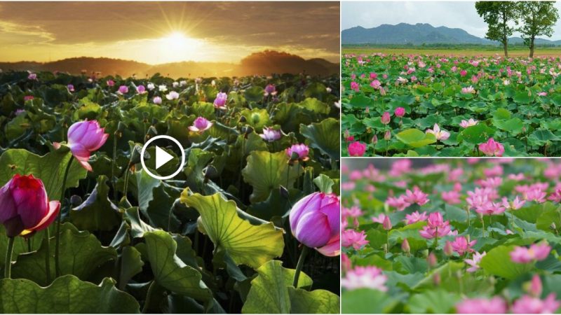 Amazingly beautiful lotus fields in Vietnam – Enjoying deeply every moment with gorgeous lotus flowers