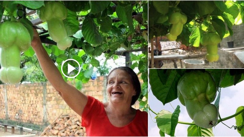 The discovery of the mystery behind an unusual fruit by a female Brazilian gardener