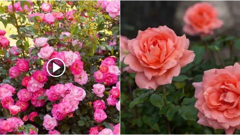 The 17 Best Rose Bushes for Carefree Color Throughout the Season