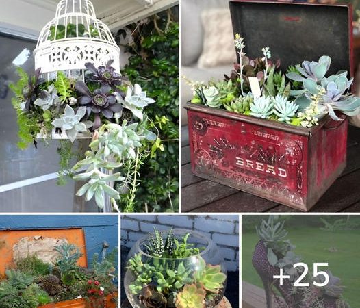 Unconventional Succulent Planting: Proof That Succulents Thrive Anywhere!