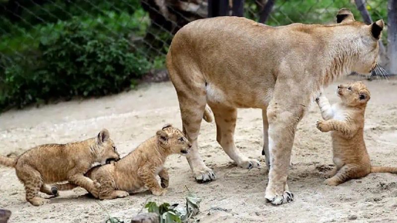 Adorable Trio: Czech Zoo Welcomes Three New Lion Cubs Into the World