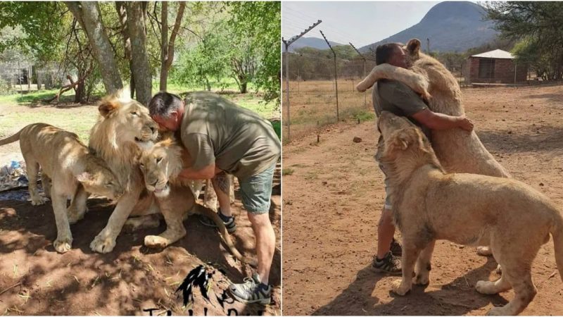 Dare to Cuddle Meet the Man Who Bonds with Lions and Tigers