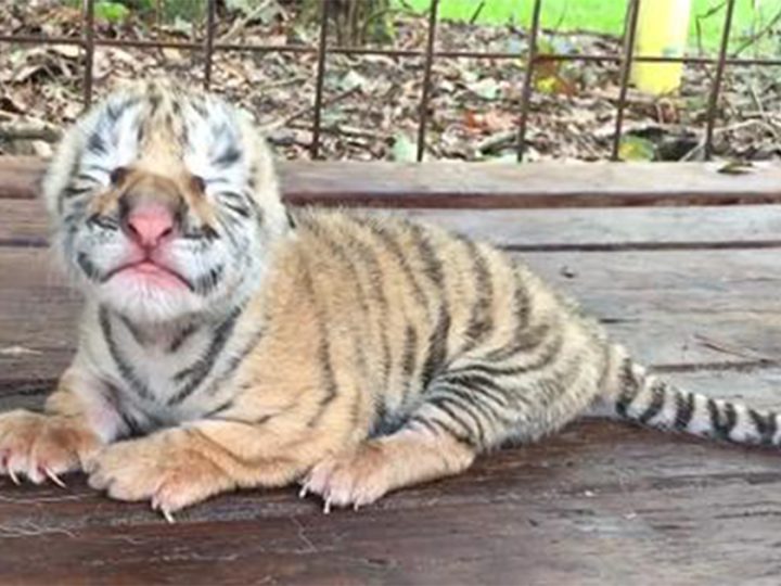 MEET a Tiger cub just born today , So Cute. wanna hug (Video)